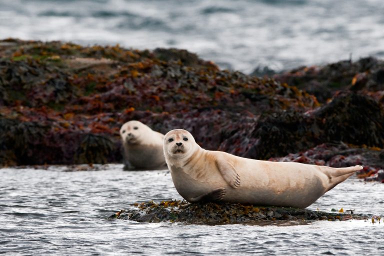 Nordic Seals