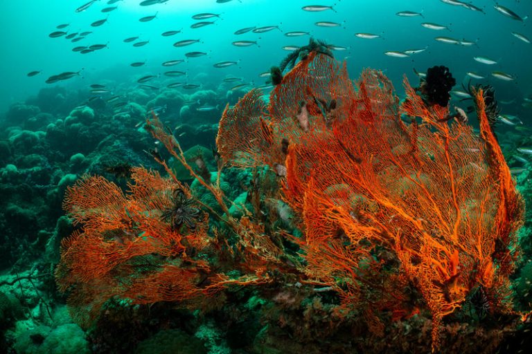 THAILAND 2024 Fisheries and Underwater shots