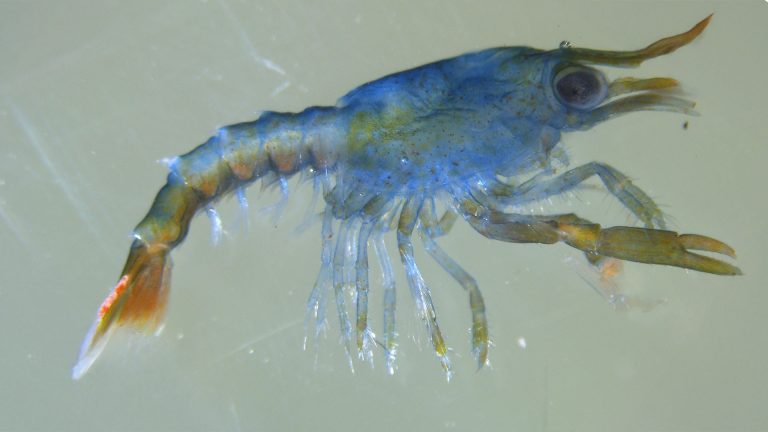 Hummeryngel