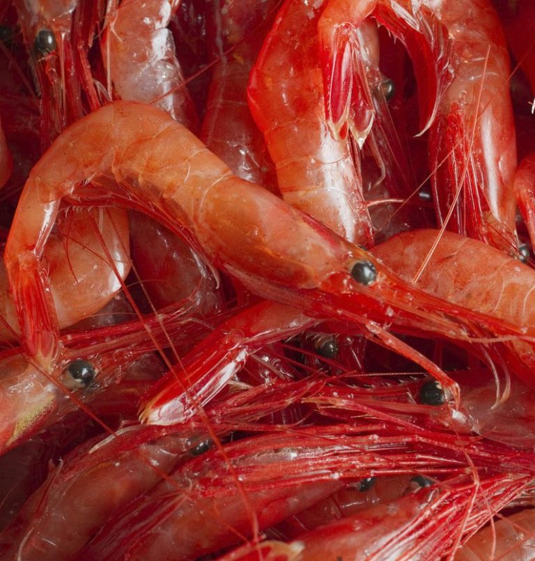 Shrimp